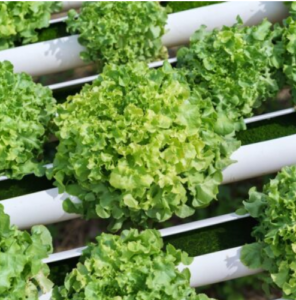 Best Growing Media for Hydroponic Systems